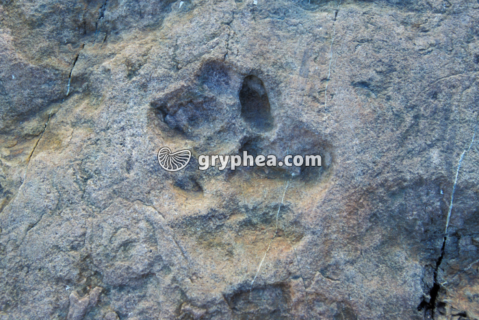 Traces dinosaure Emosson - gryphea.org